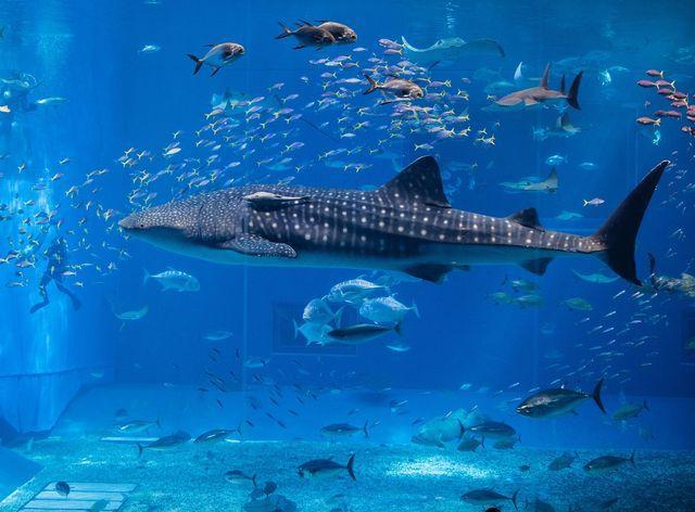 Underwater Cameras to Monitor Aquarium