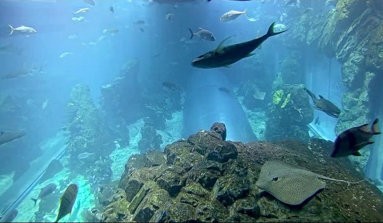 Underwater Camera View