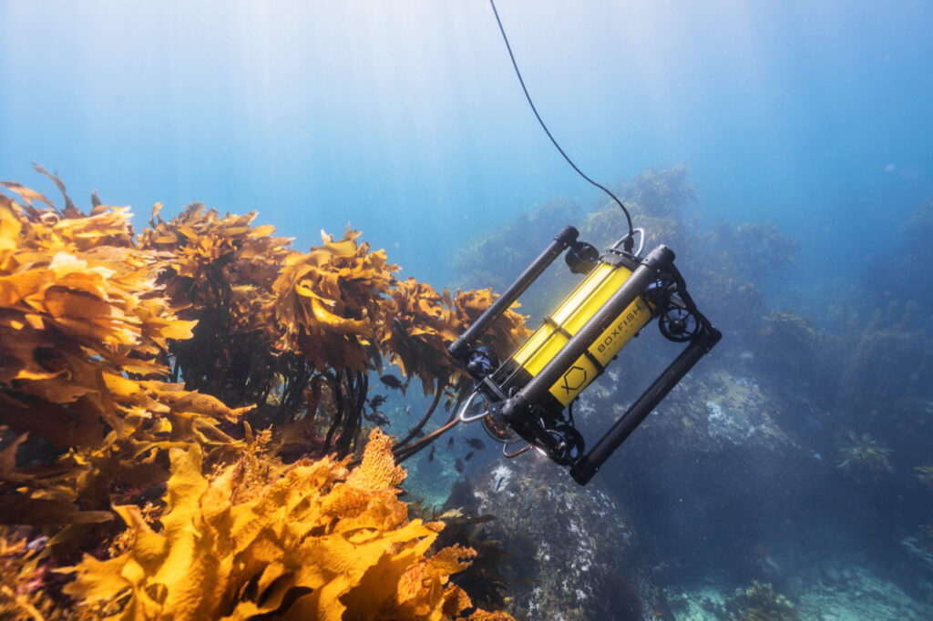 Boxfish ROV at Marine Reserve 