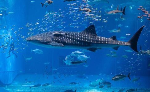 Underwater Cameras to Monitor Aquarium